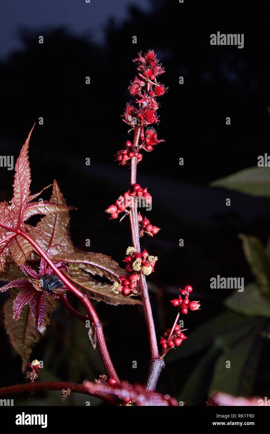 Castor oil plant with red prickly fruits on a dark background. Castor been plant, Ricinus communis, herbaceous shrub, poisonous, toxic seed, spiny see Stock Photo