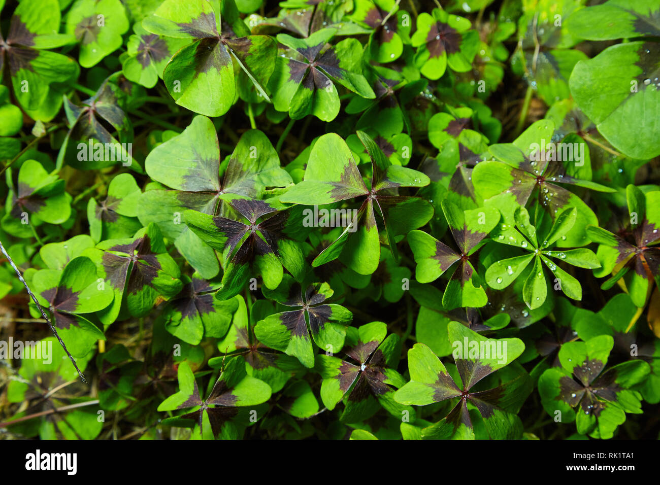 Leaves of the Oxalis Deppei plant (Oxalis tetraphylla). Natural background. Stock Photo