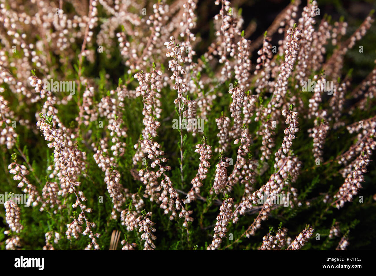 Erica vulgaris or calluna vulgaris, Common Heather, ling, heath or