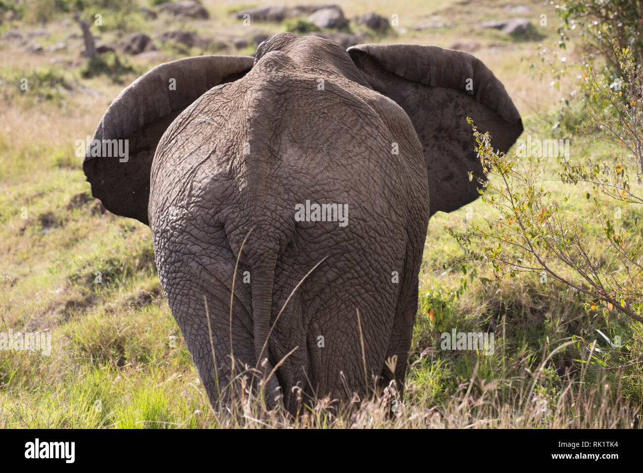Rear view of African elephant, Loxodonta africana, Masai Mara, Kenya Stock Photo