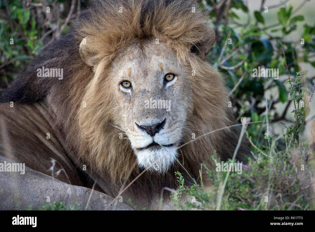 Male lion face full mane hi-res stock photography and images - Alamy