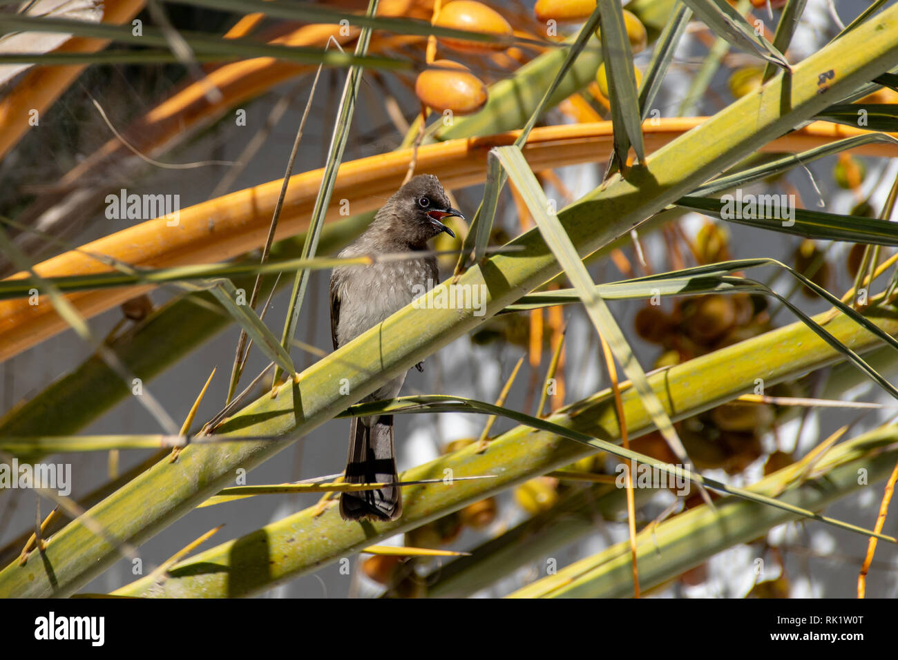 Common bulbul (Pycnonotus barbatus) perched on branches amongst yellow date fruit from tropical palm tree, Agadir, Morocco Stock Photo