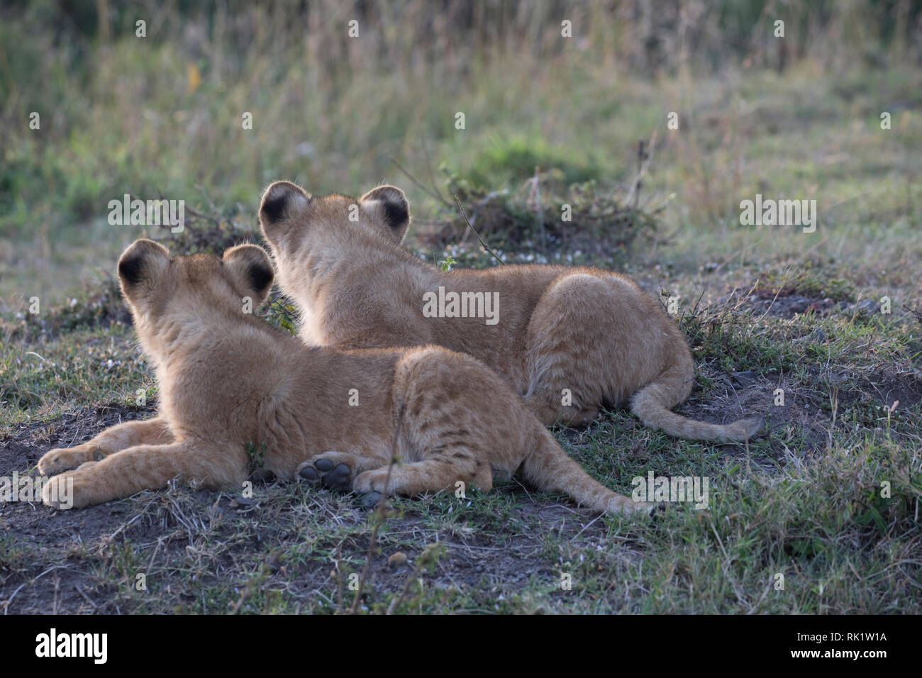 Two lion cubs lying down, Panthera leo, Masai Mara National Reserve, Kenya Stock Photo