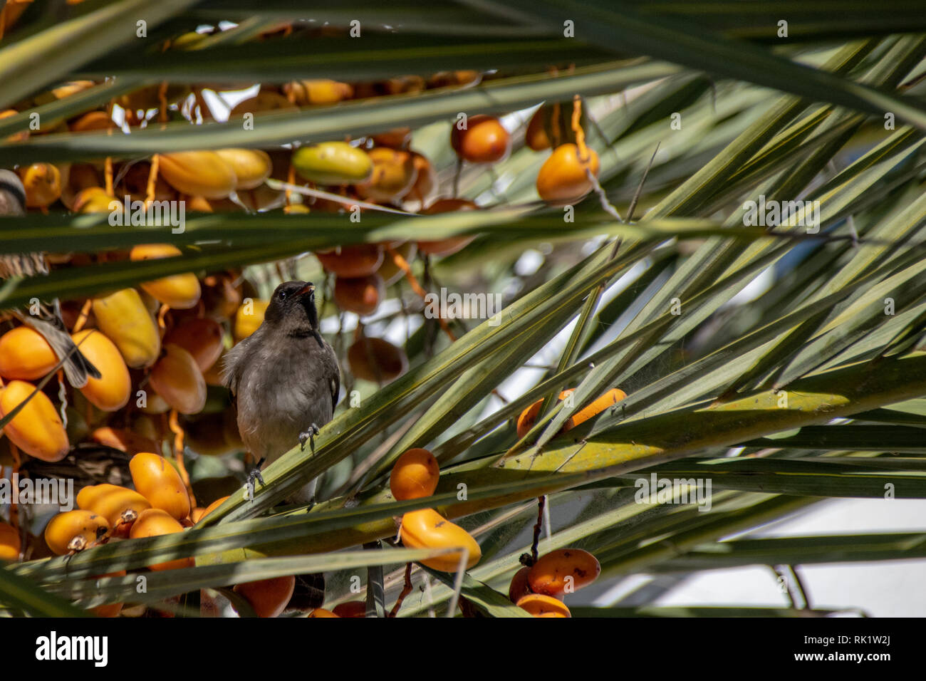 Common bulbul (Pycnonotus barbatus) collecting yellow date fruit from tropical palm tree Stock Photo