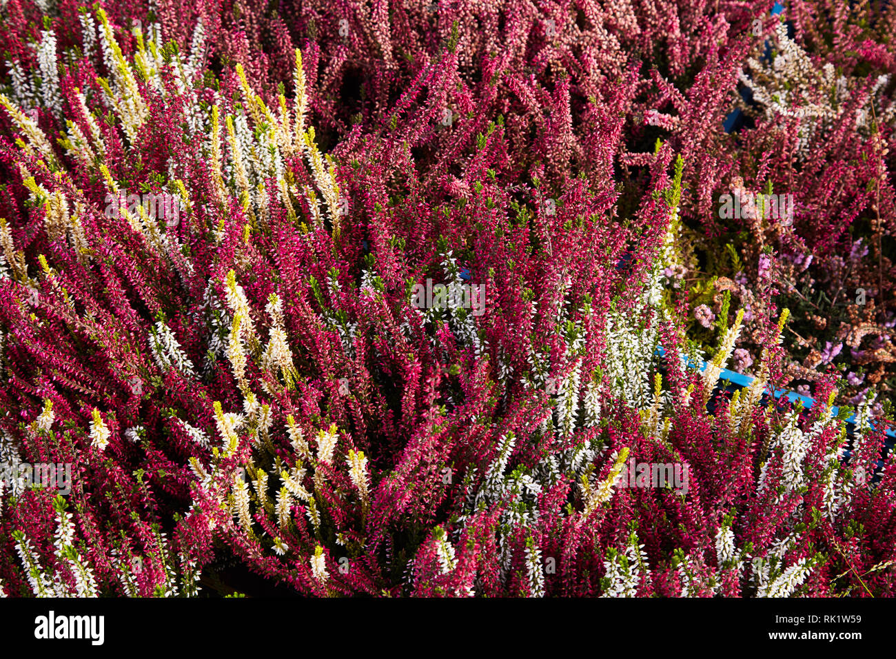Calluna vulgaris (known as common heather, ling, or simply heather). Diversity of plants in city flowerpot. Heather of various species. colorful erica Stock Photo