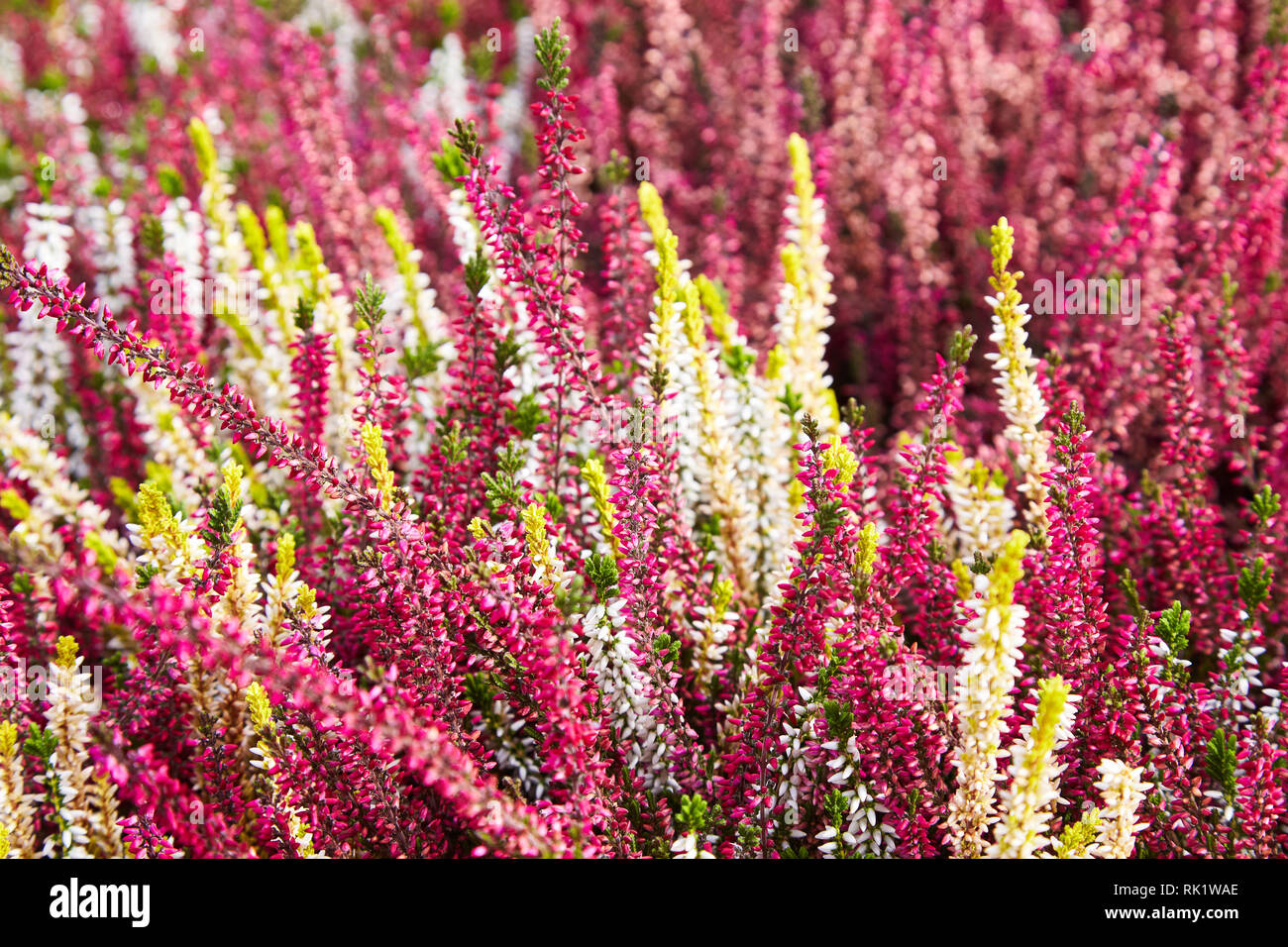 Calluna vulgaris (known as common heather, ling, or simply heather). Diversity of plants in city flowerpot. Heather of various species. colorful erica Stock Photo
