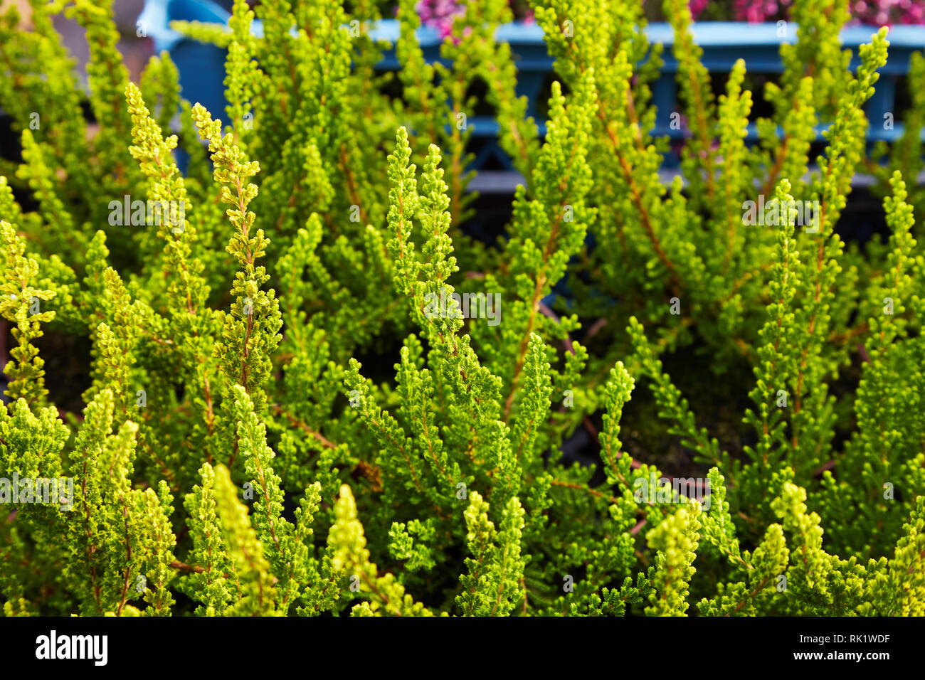 Erica vulgaris or calluna vulgaris, Common Heather, ling, heath or