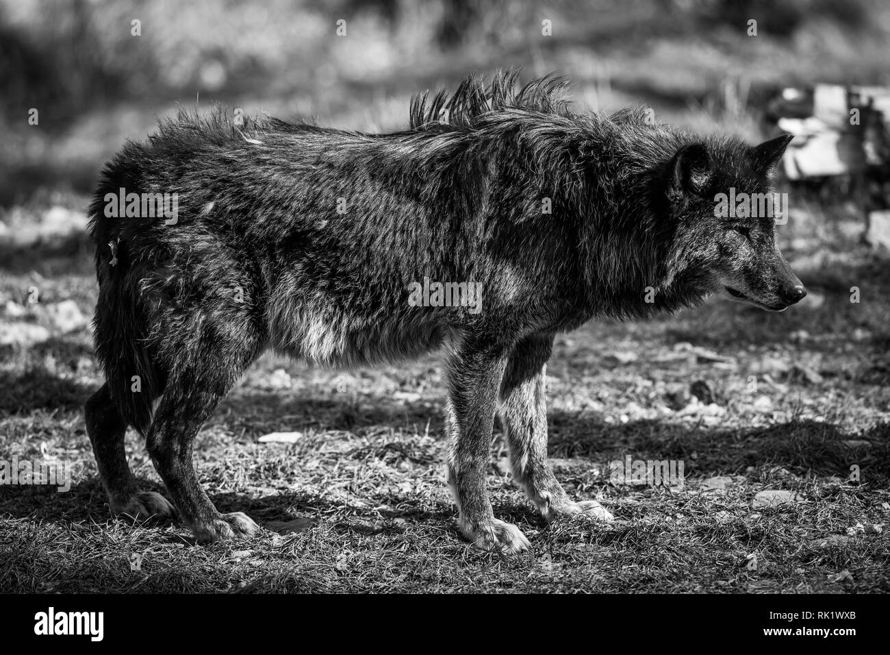 Black wolf in the forest Stock Photo Alamy