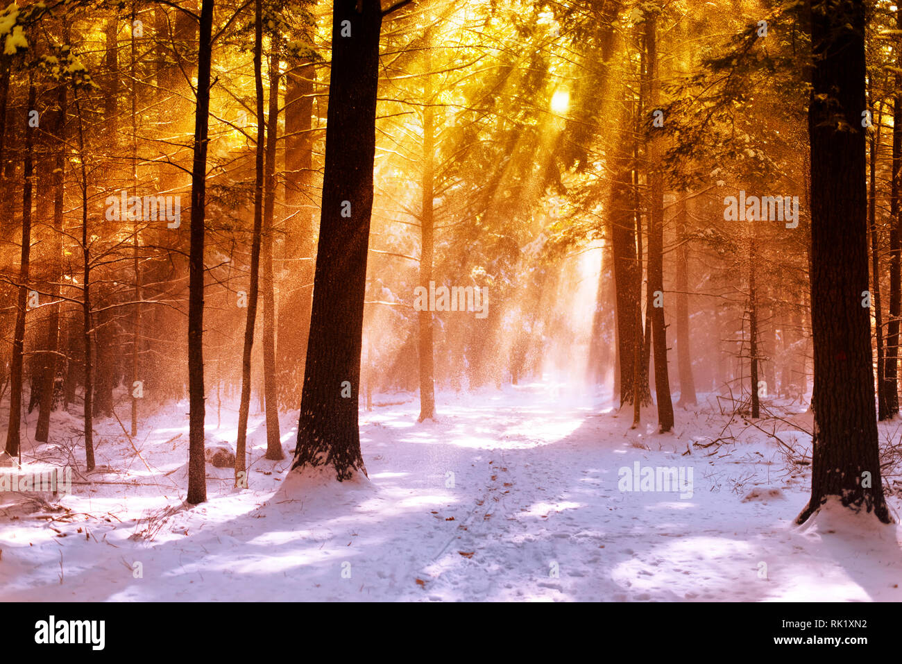 Sunlight beams shinning through a hemlock forest in White memorial