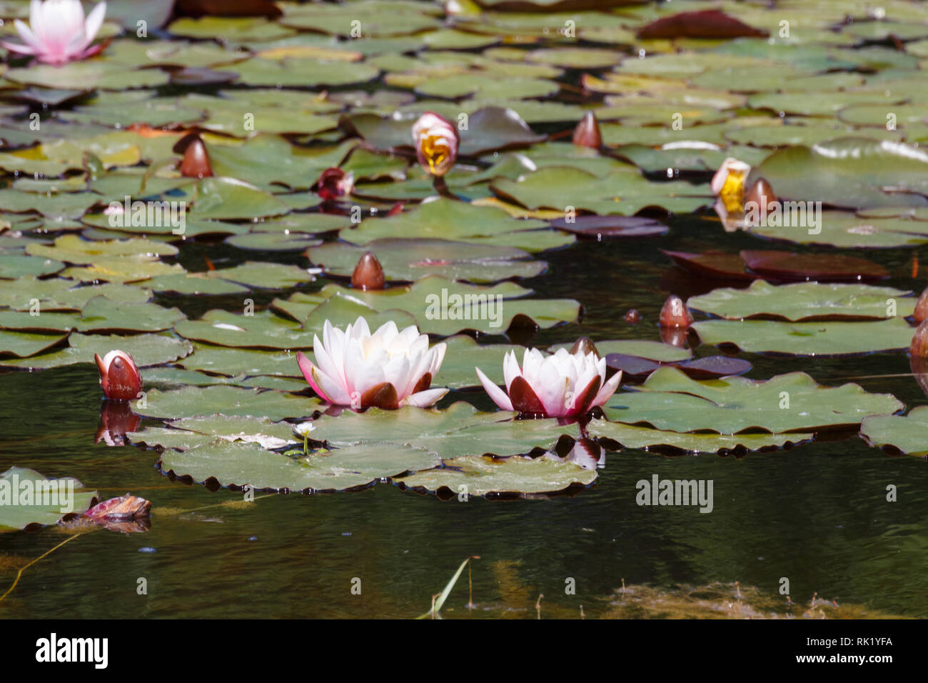 Pond with water hi-res stock photography and images - Alamy