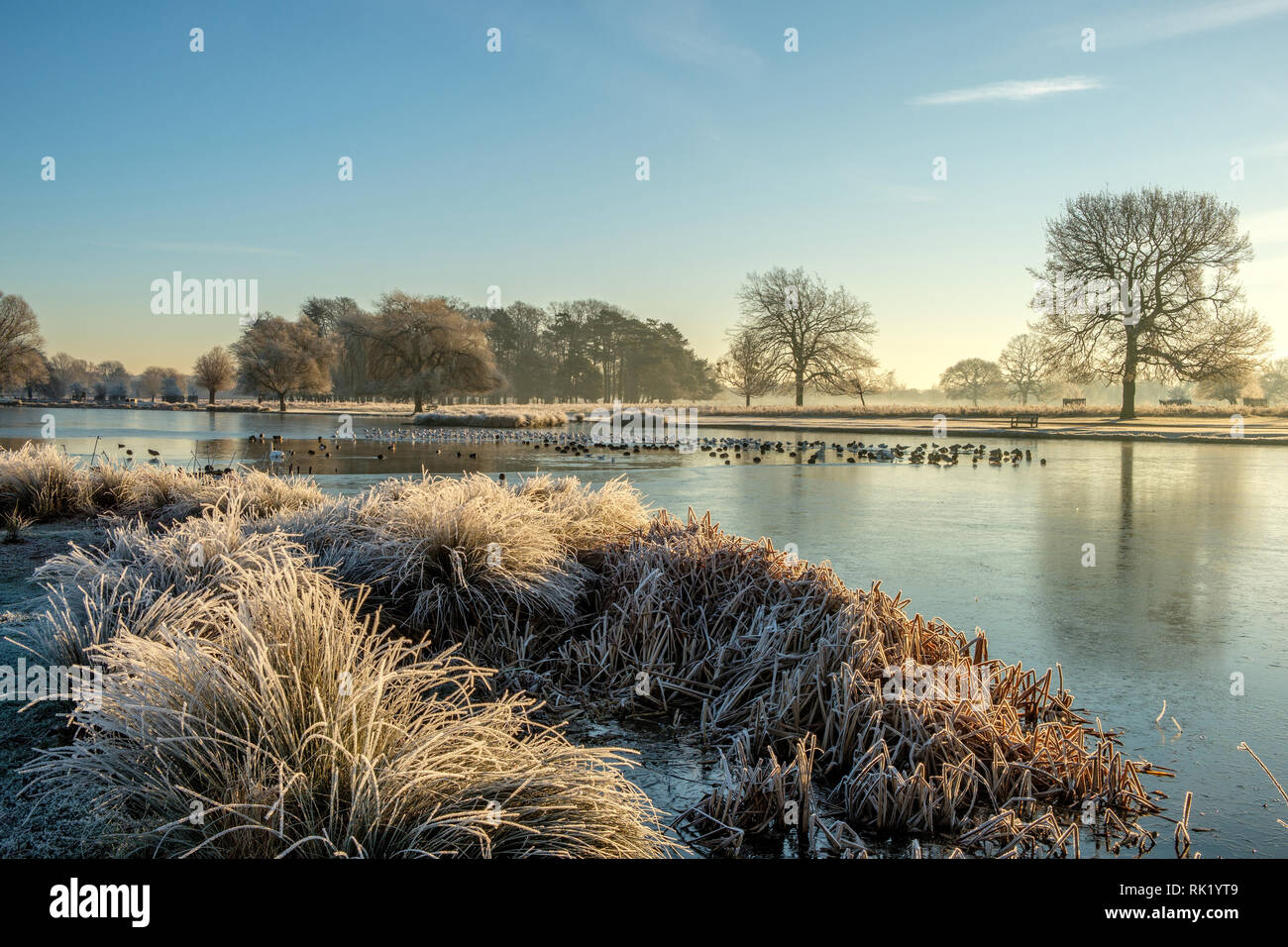 Heron Pond Bushy Park in Winter Hampton London England Stock Photo Alamy