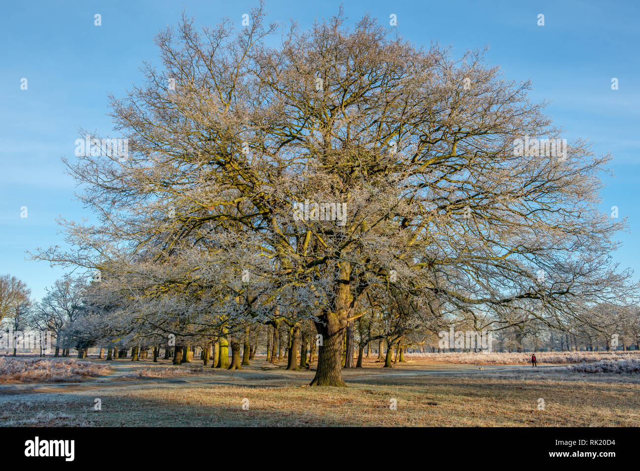 Frosty Trees Bushy Park Hampton London England Stock Photo