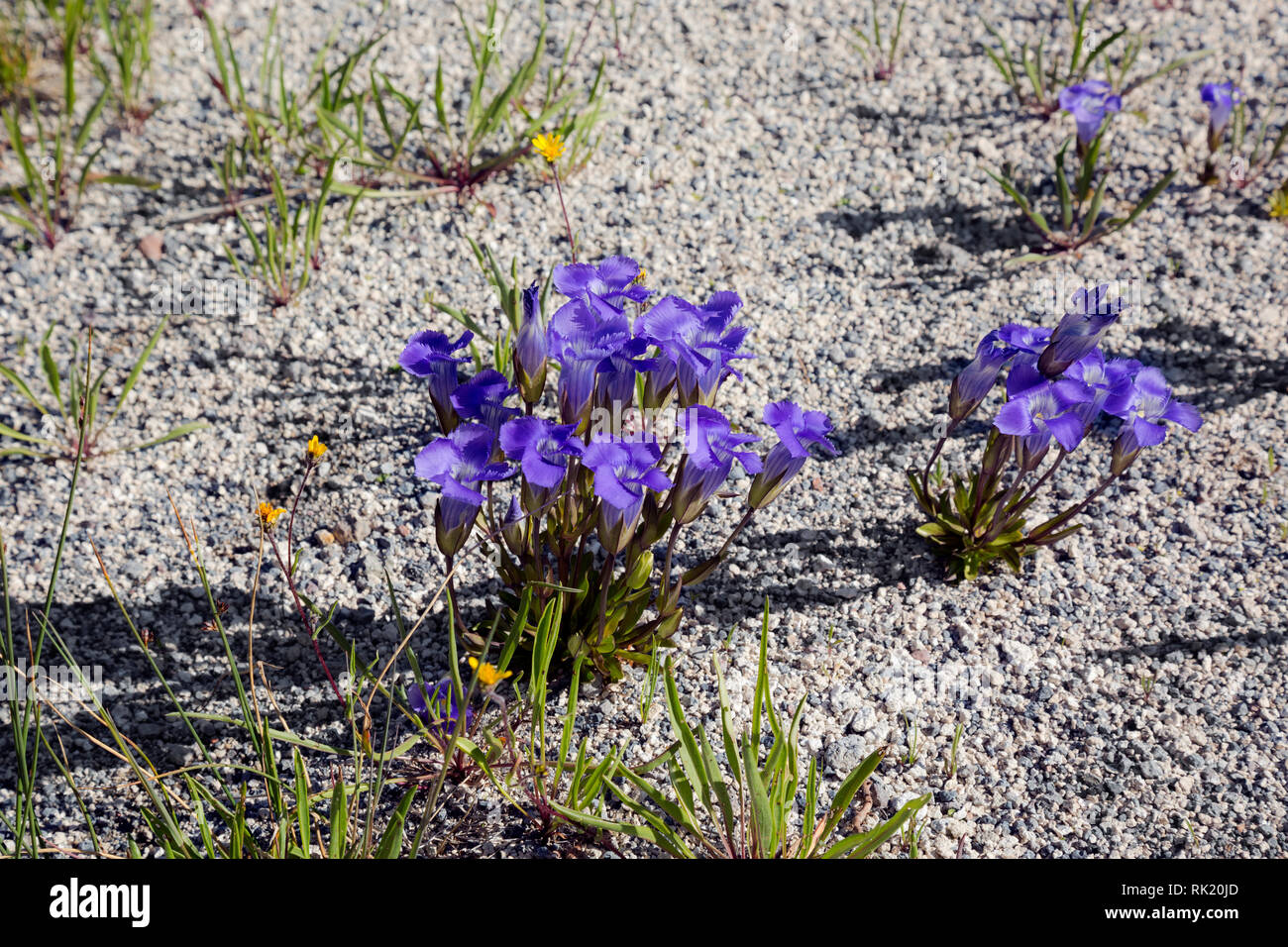 Official flower of yellowstone national park hires stock photography