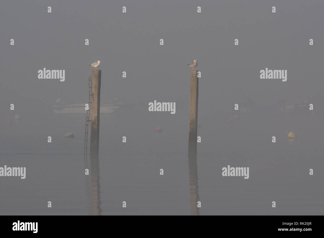 Gulls on a mooring post on a misty winter morning at East Mersea, Essex, England UK Stock Photo