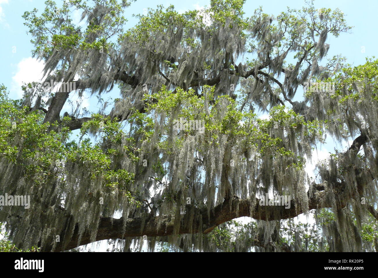 Spanish moss on a tree Stock Photo Alamy