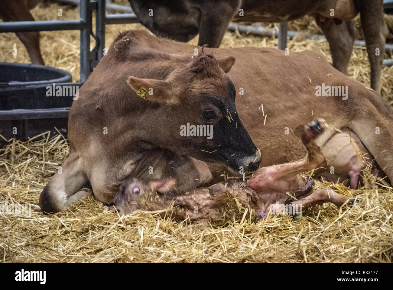 Pennsylvania farm show, Calving area featuring birth of newborn calf ...