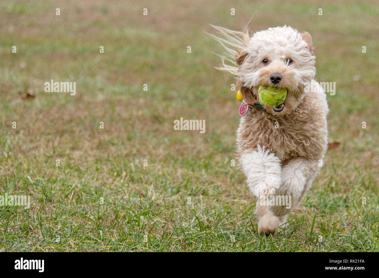 Purebred mini golden doodle running on the loan with a tennis ball in the mouth. Stock Photo