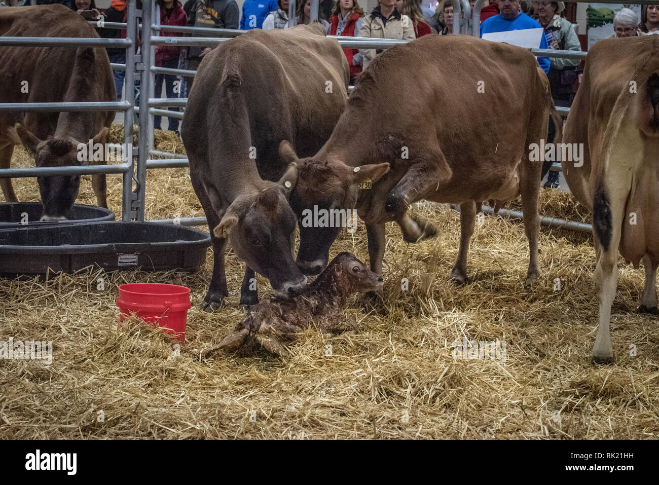 Pennsylvania farm show, Calving area featuring birth of newborn calf ...