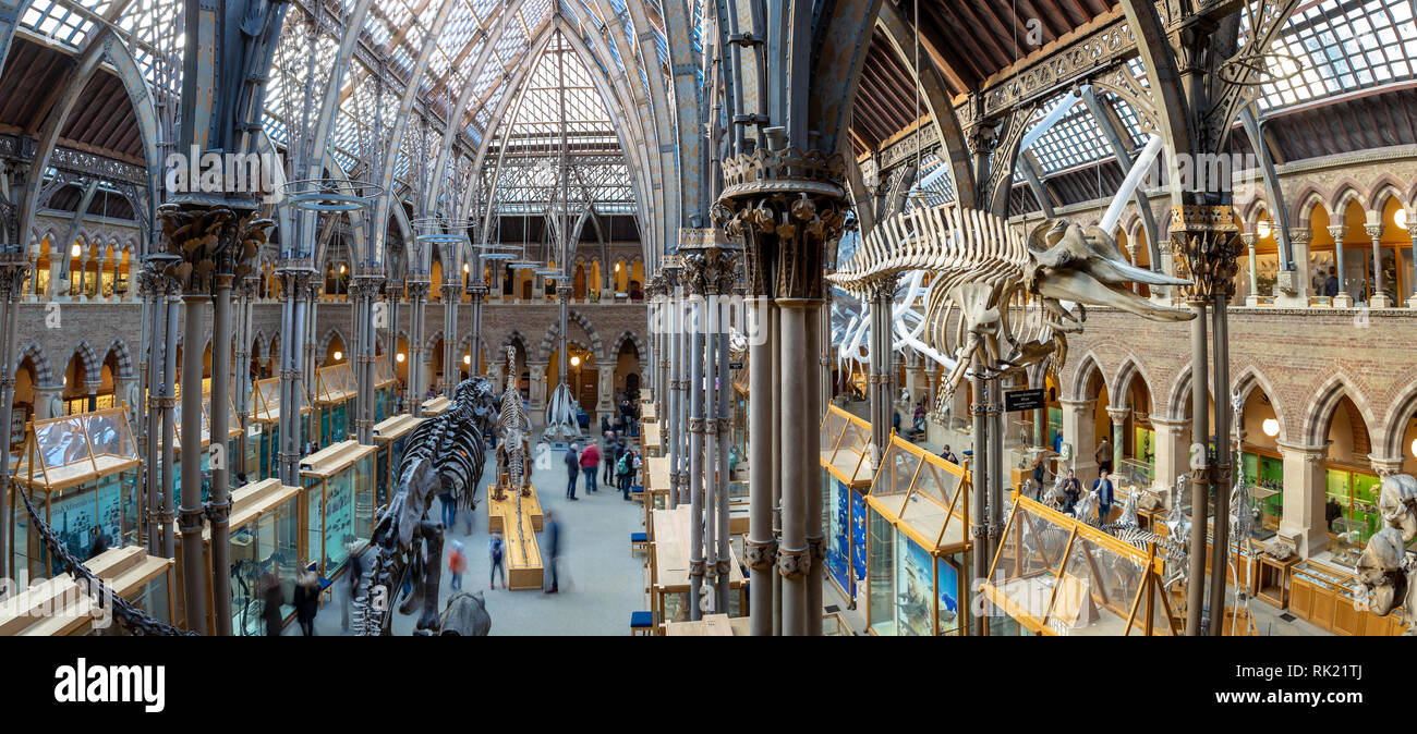 natural-history-museum-of-oxford-stock-photo-alamy