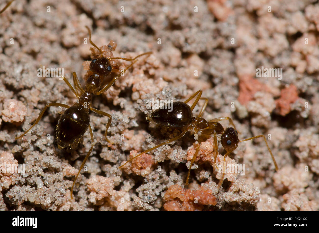 False Honey Ants, Prenolepis imparis Stock Photo Alamy
