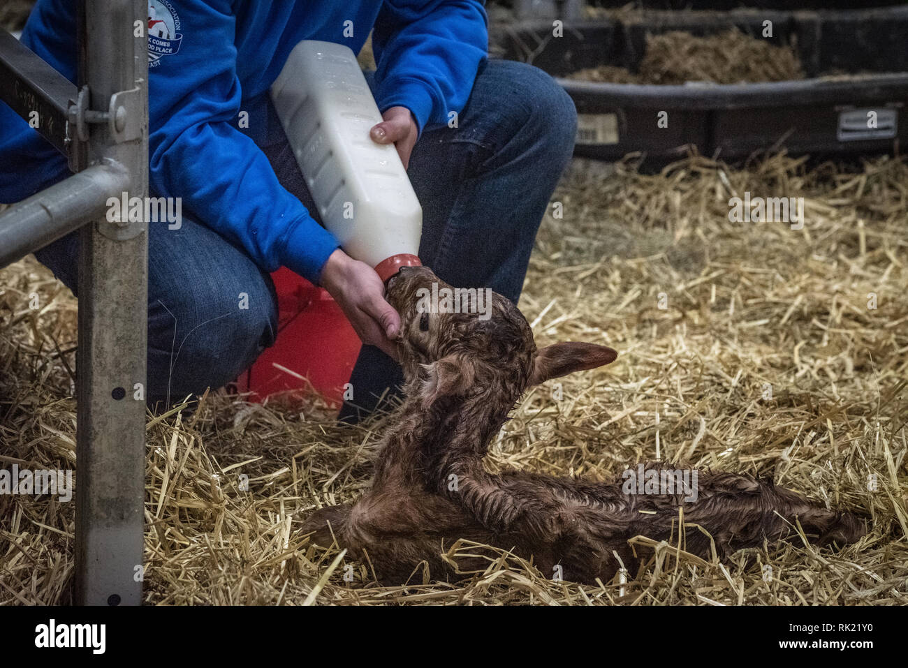 Pennsylvania farm show, Calving area featuring birth of newborn calf ...