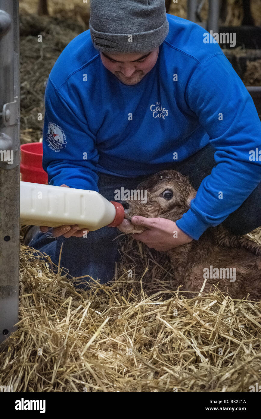 Pennsylvania farm show, Calving area featuring birth of newborn calf ...