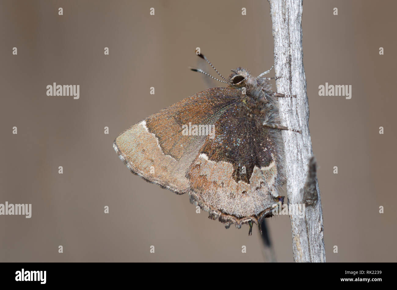 Henry's Elfin, Callophrys henrici Stock Photo - Alamy