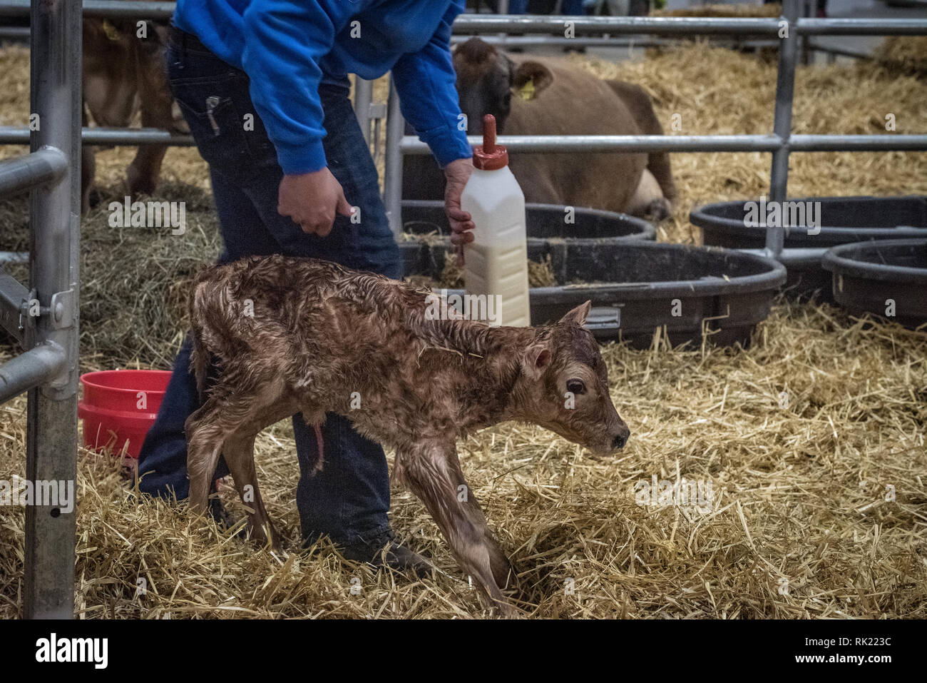 Calf exhibits hi-res stock photography and images - Alamy