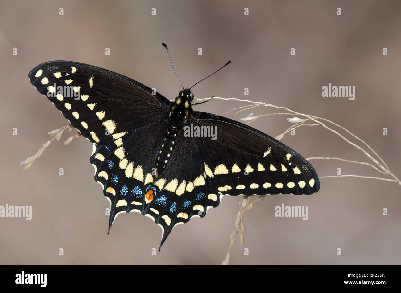 Black Swallowtail, Papilio polyxenes, male Stock Photo