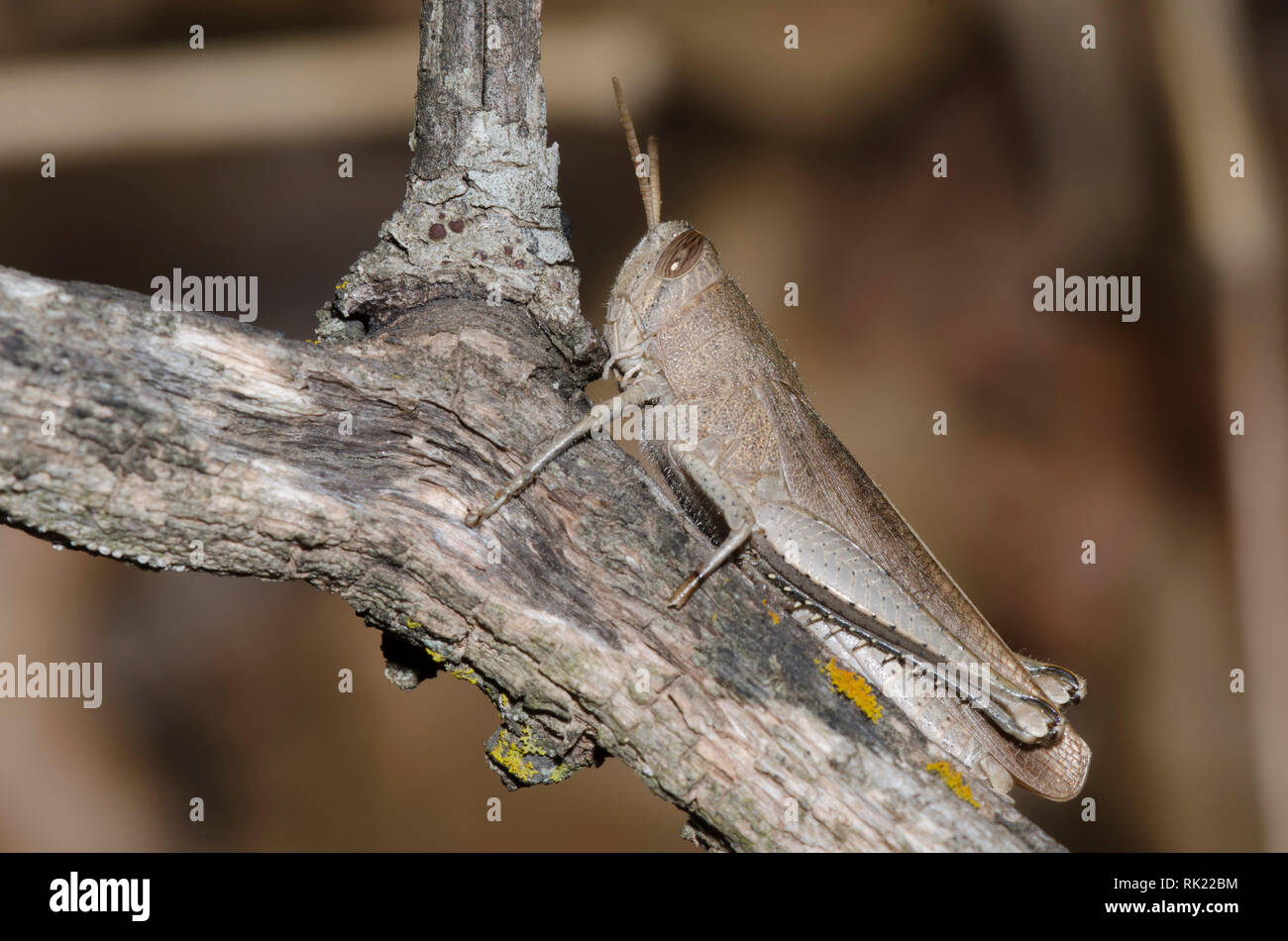 Mischievous Bird Grasshopper, Schistocerca damnifica Stock Photo