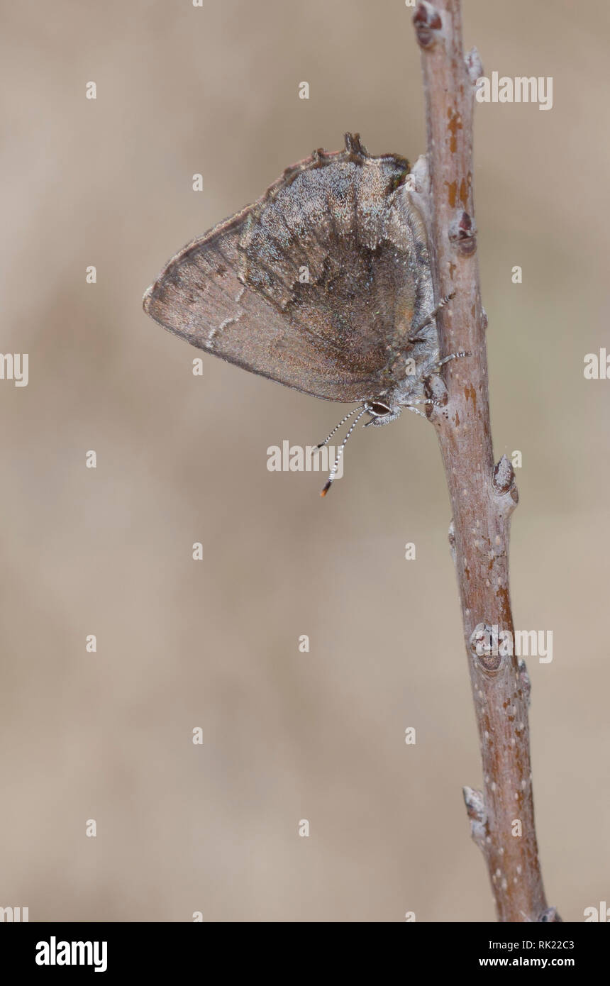 Frosted Elfin, Callophrys irus Stock Photo