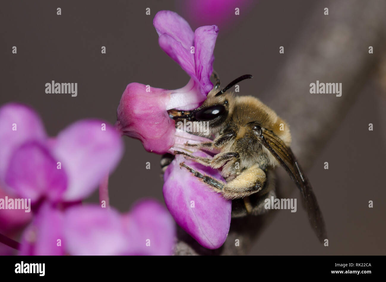 Cellophane Bee, Colletes sp., on Eastern Redbud, Cercis canadensis Stock Photo