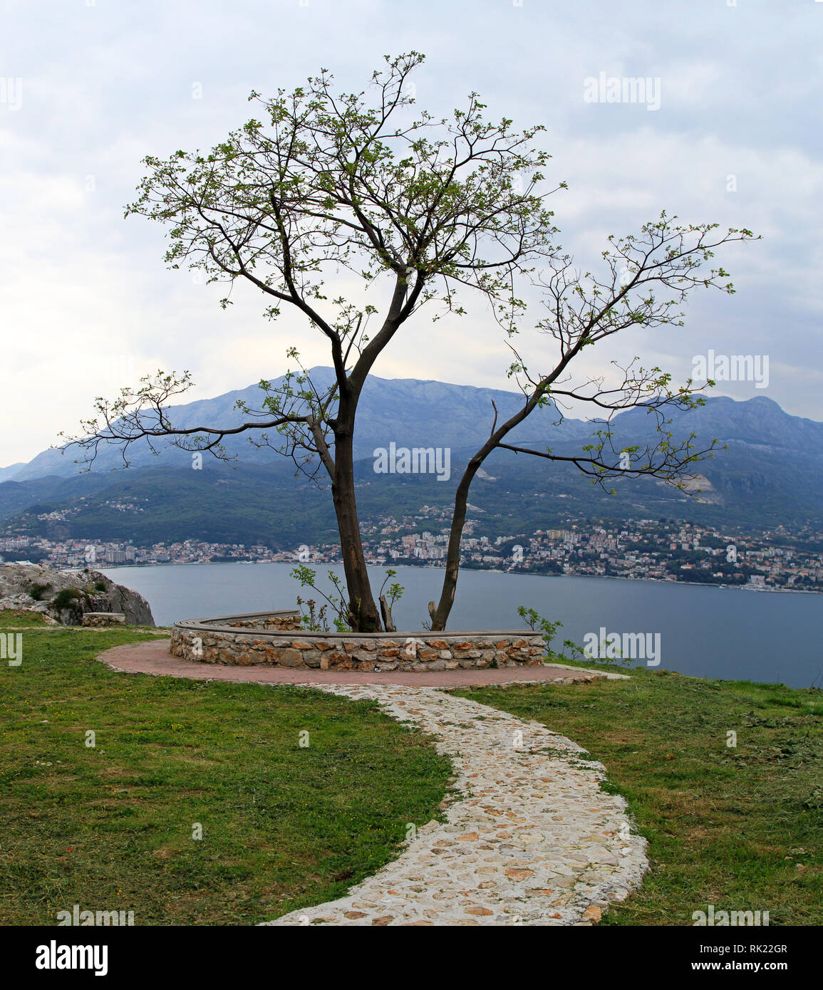One alone tree and pathway near sea Stock Photo - Alamy