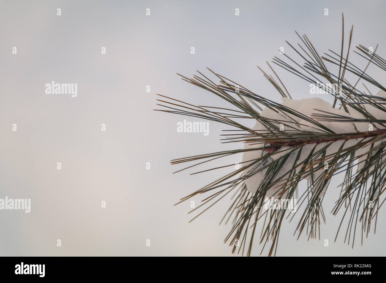 Evergreen Pine branch covered in snow at sunrise for winter background Stock Photo