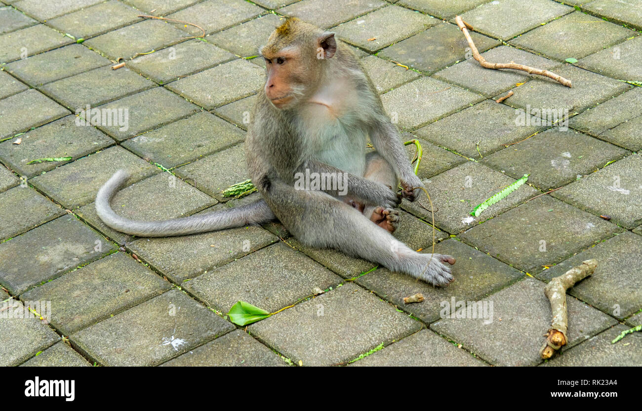 Macaque monkey Macaca Fascicularis scratching itself at Uluwatu Temple Bali Indonesia. Stock Photo