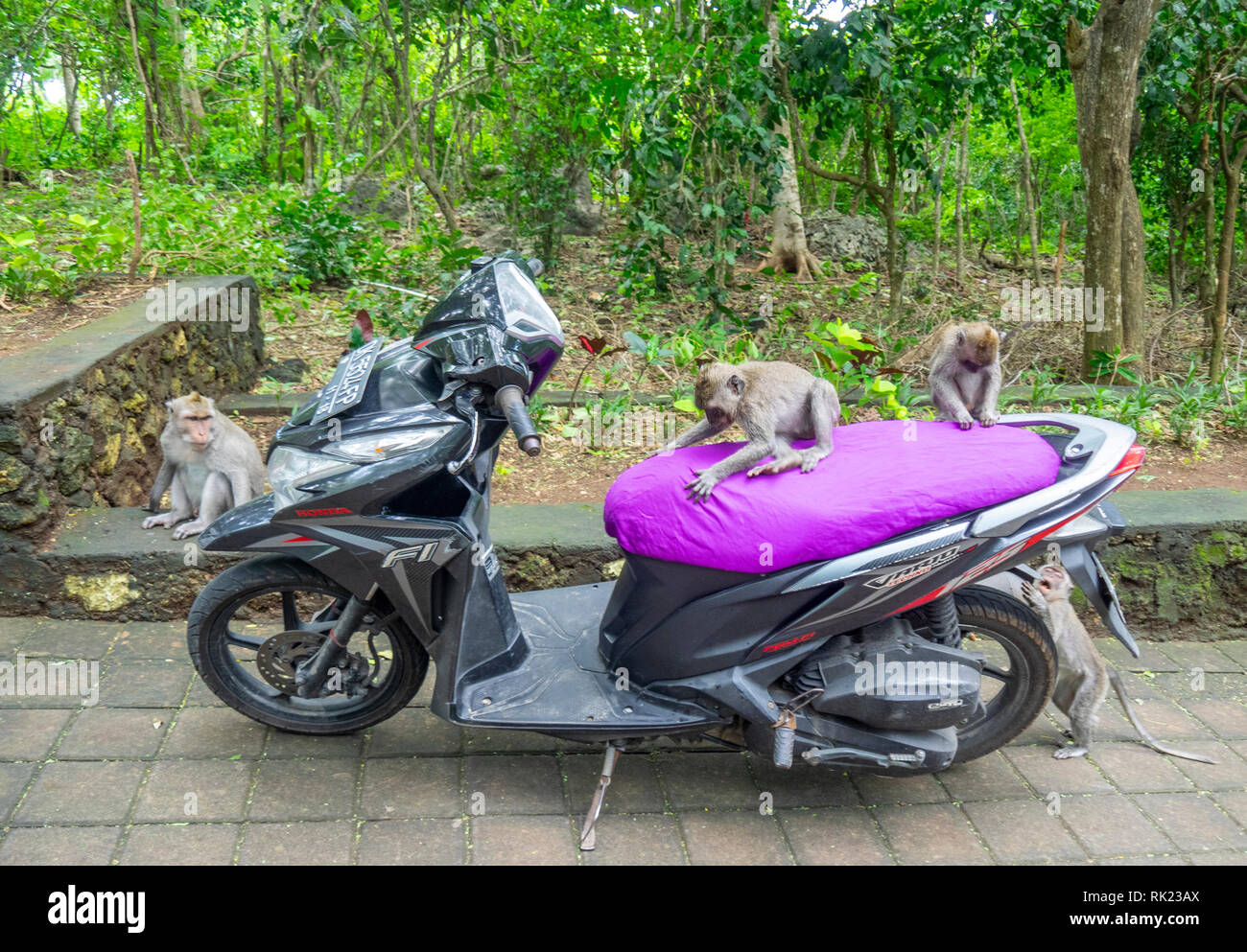 Macaque monkeys Macaca Fascicularis playing on a motorcycle at Uluwatu Temple Bali Indonesia. Stock Photo