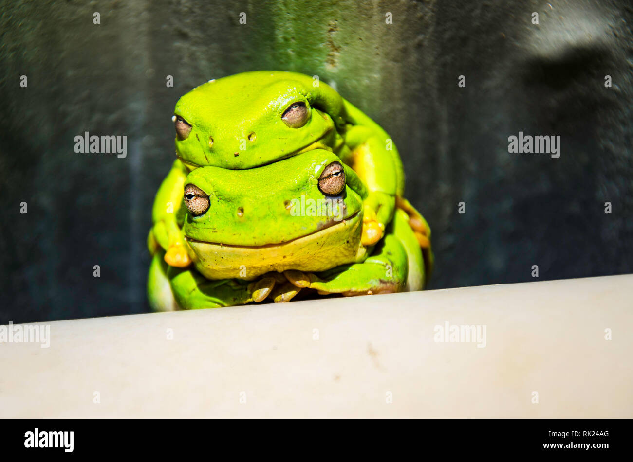 Tree frog mating hires stock photography and images Alamy