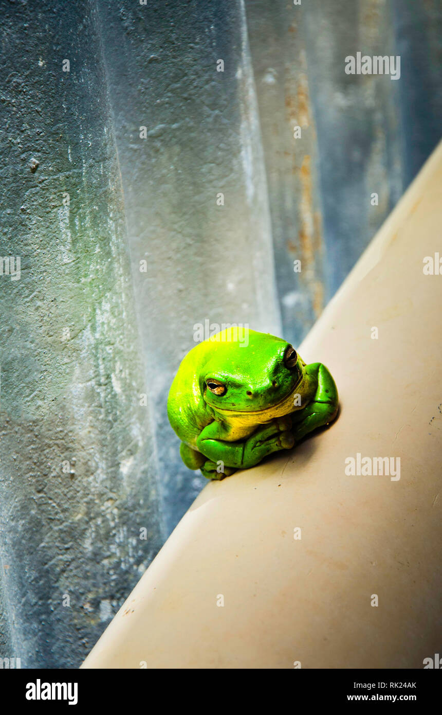 A small green frog in Australia Stock Photo