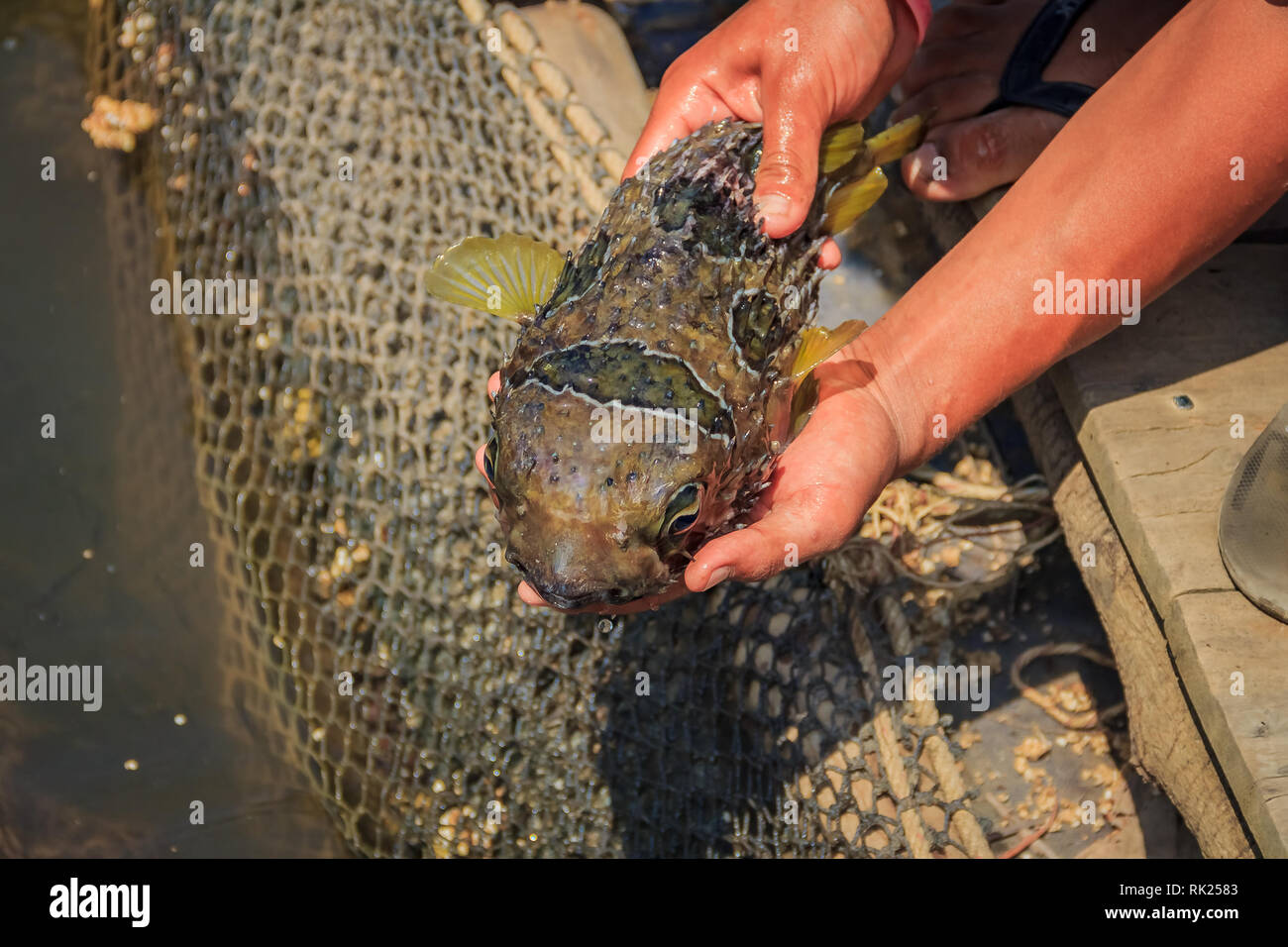 Fish farmer holding a deflated spiky puffer fish and showing it to tourists at a fish farm in