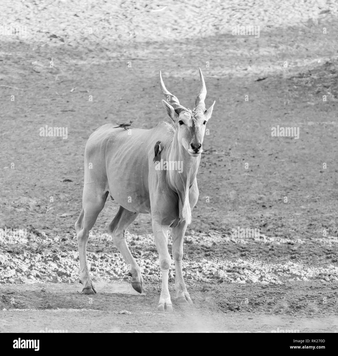 Common eland taurotragus oryx adult Black and White Stock Photos ...