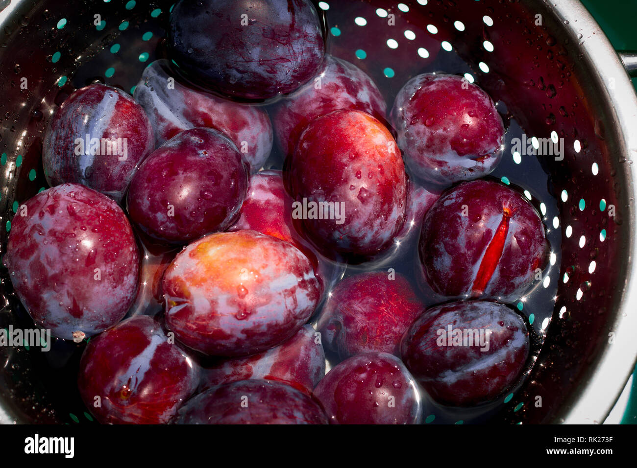Colander with ripe juicy plums in female hands ,washing fruits before eating Stock Photo