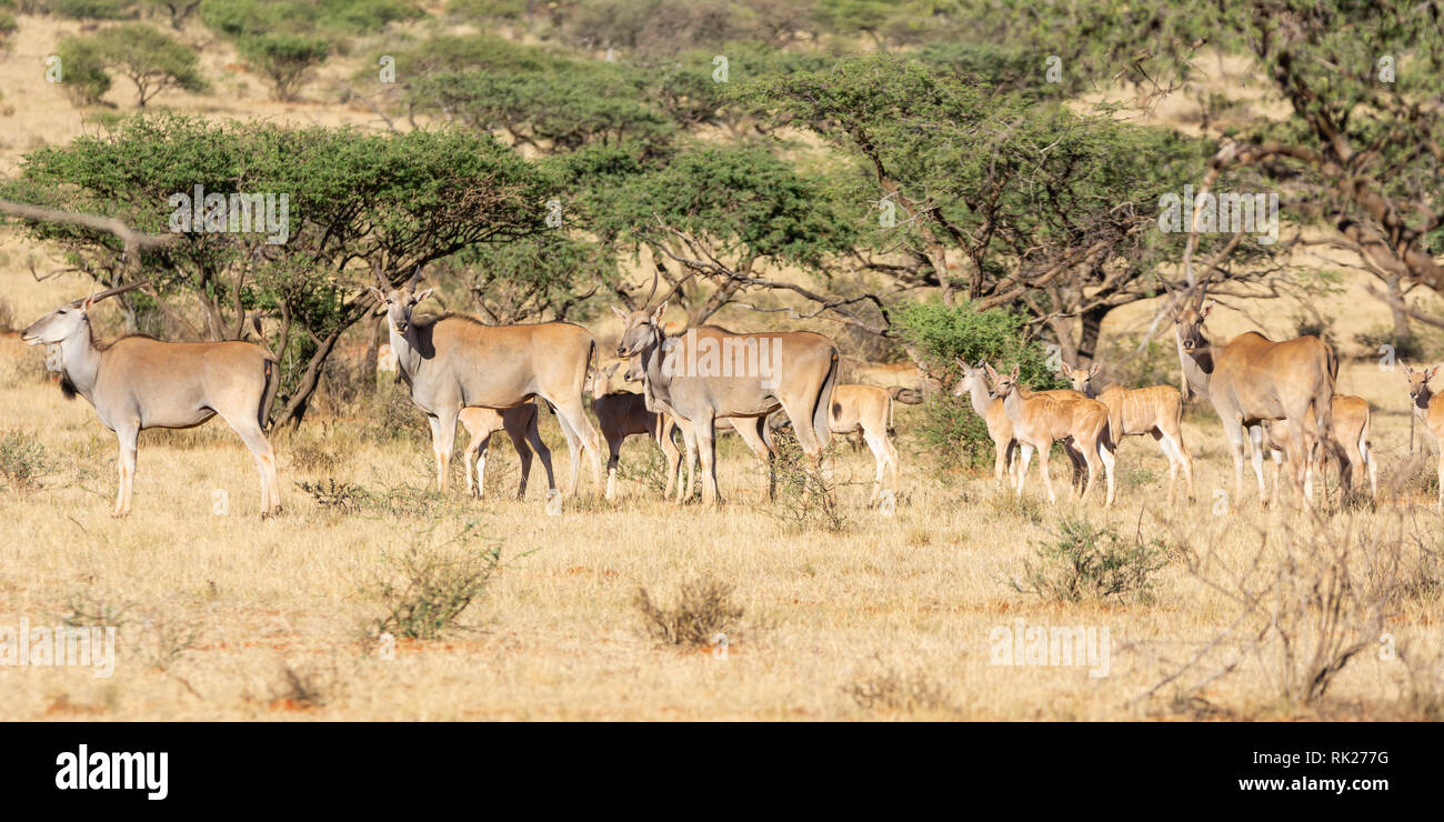 Eland Herd Walking Hi res Stock Photography And Images Alamy eland-herd-walking-hi-res-stock-photography-and-images-alamy