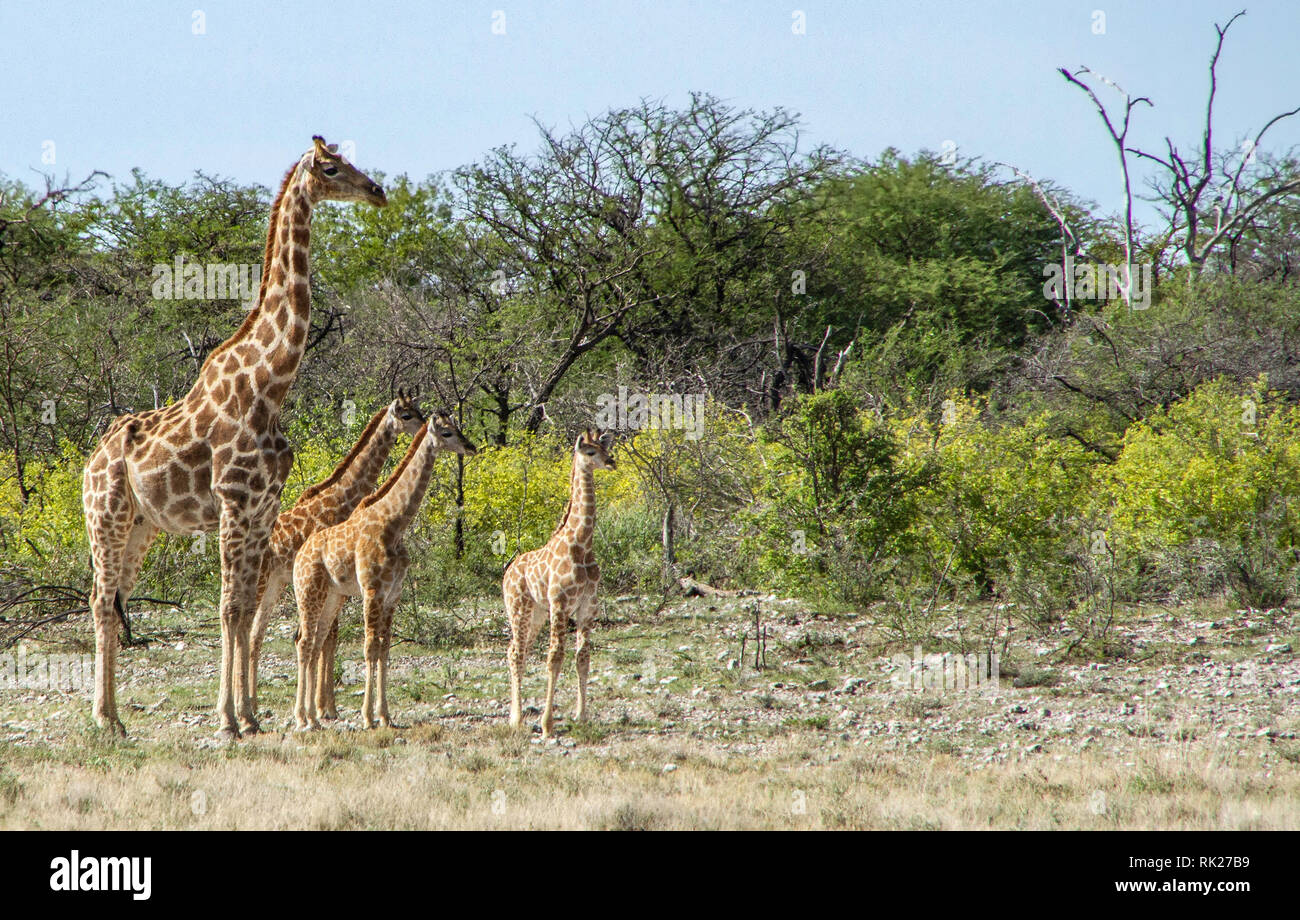 Female Angolan or Namibian giraffe - Giraffa camelopardalis - with three babies near Klein Namutoni in Etosha. Stock Photo