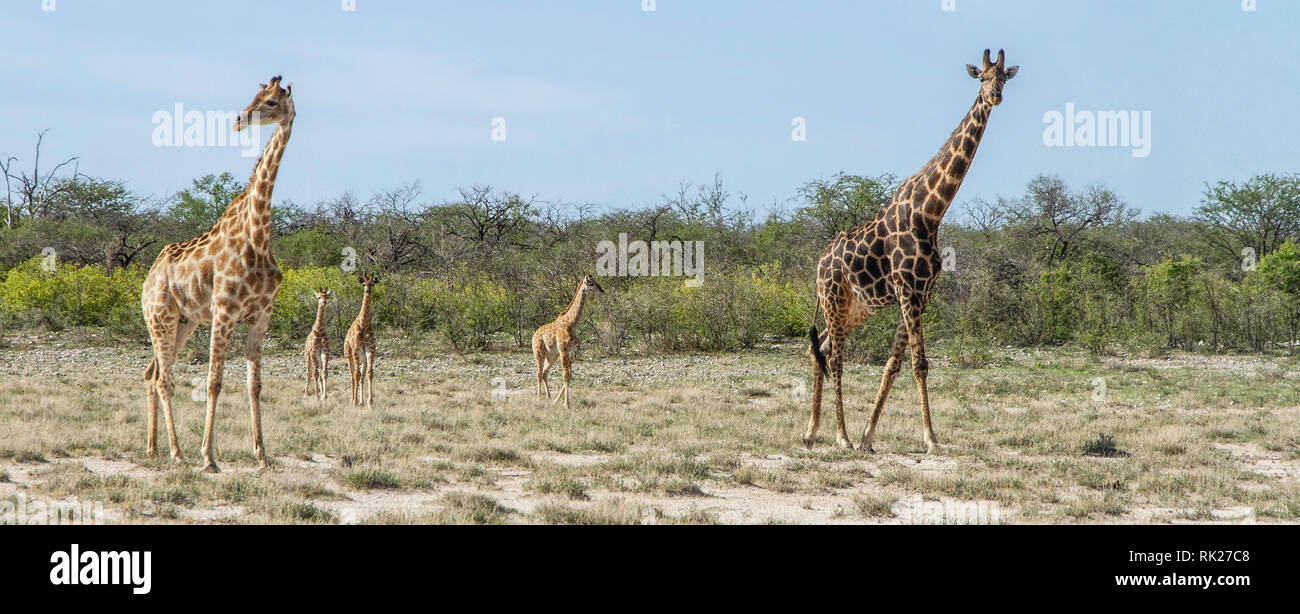 A pair of Angolan or Namibian giraffe - Giraffa camelopardalis - with three babies near Klein Namutoni in Etosha. Stock Photo