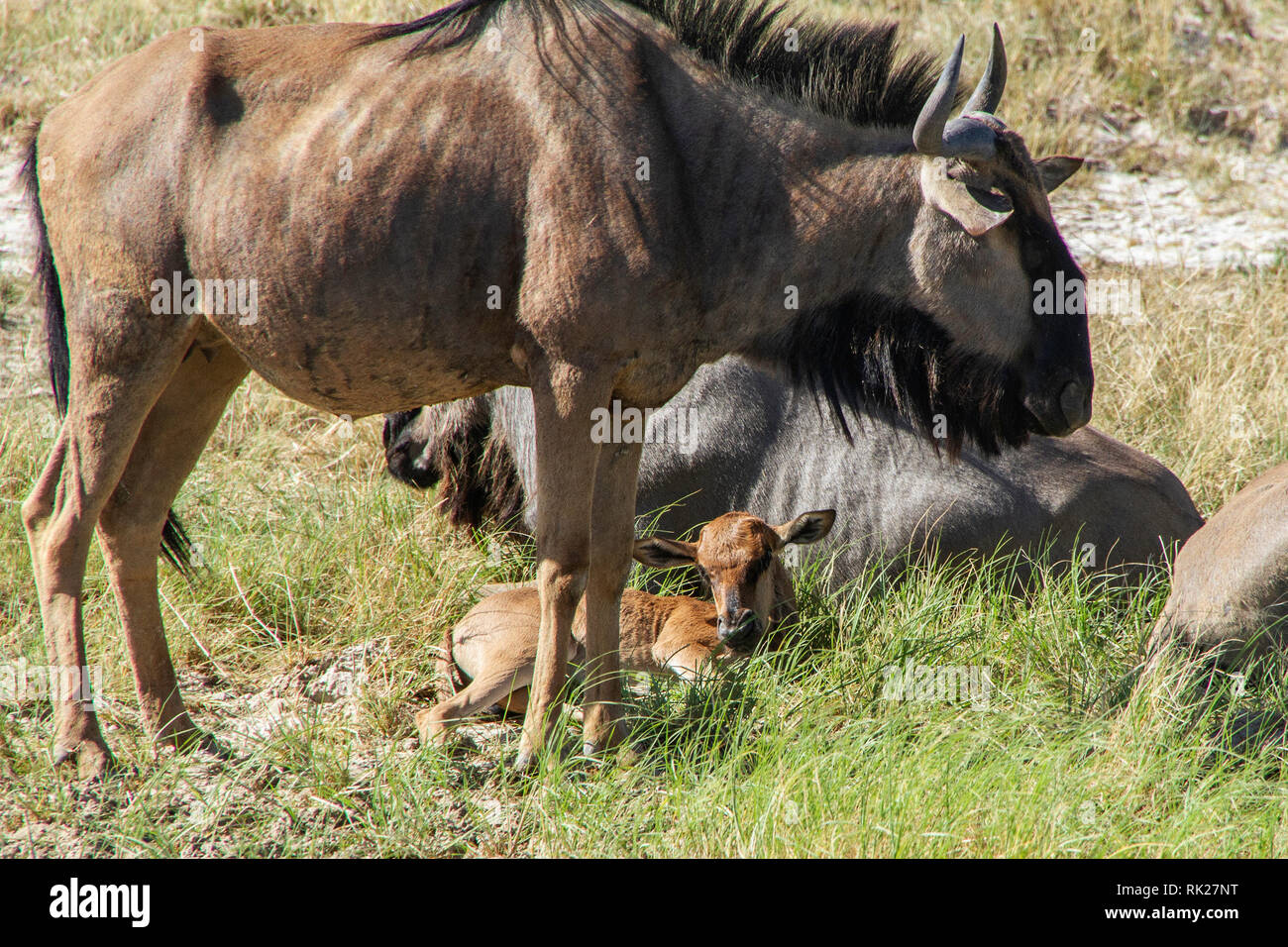 A baby blue wildebeest; onnochaetes taurinus; resting in a small group with one standing over it. Stock Photo