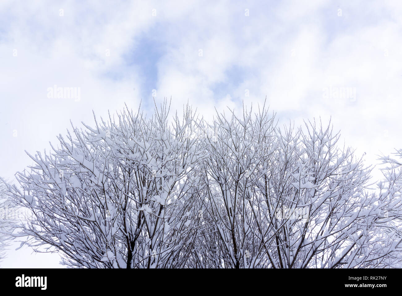 Leafless bushes in winter isolated on white background . Stock Photo