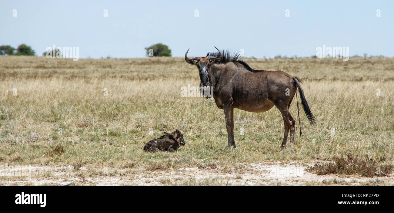 A female blue wildebeest; onnochaetes taurinus; who has just given birth, standing over her young with afterbirth still showing. Stock Photo