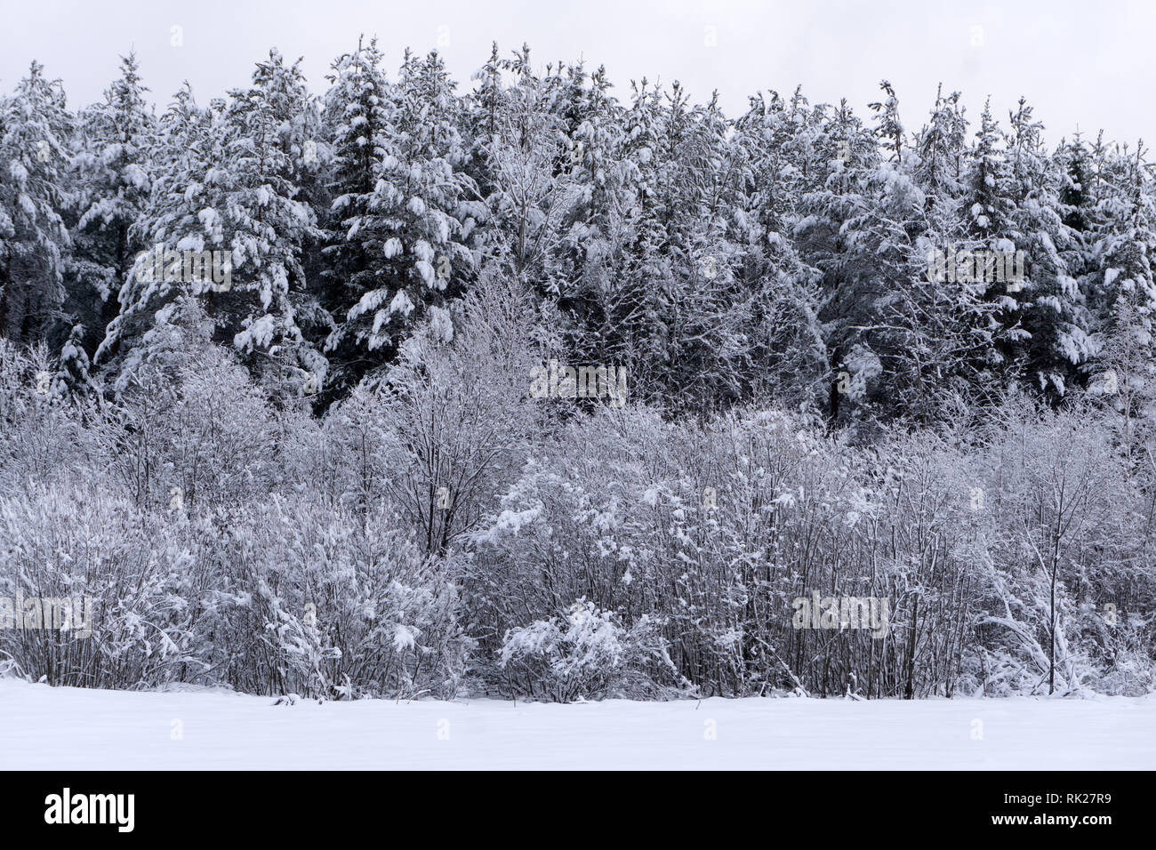 Christmas background with snowy fir trees stars Stock Photo - Alamy