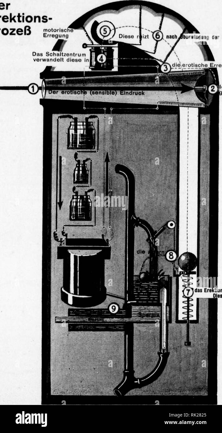 . Arthur and Fritz Kahn Collection 1889-1932. Kahn, Fritz 1888-1968; Kahn, Arthur David 1850-1928; Natural history illustrators; Natural history. gSDer jÄ überwindende (vorwiegend ^^ ^ -^^ phsychische) Widerstand Leitung für die erotische Erregung ^, J^  vSÄÄ (sensibel) Die erotisierbare 21 Hirnrinde Der Erektions- prozeß motorische Erregung ^y - ^^^ Diese r izt ^6/ nach^BberwIndung der Hemmungen yvdie erotische Erregung (sensibel) aus rektionszentrum. r 2vlöst in der hormonal eladenen Hirnrinde das Erektlonszentrum Dieses weitet Die Potenz ist, vom psycho-dynamischen Gesichtspunkt betrachtet Stock Photo