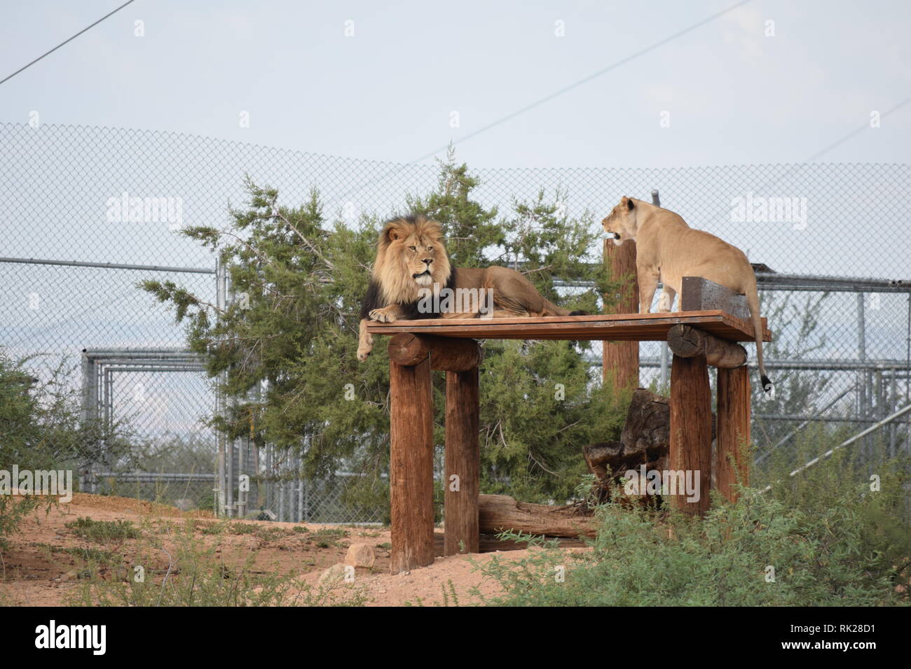 Lions and lionesses at the Out of Africa sanctuary in Arizona Stock Photo